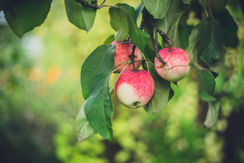 focus on foreground, outdoors, ripe, green color, nature, food and drink, leaf, apple tree, leaves, outdoor, growth, 5K, close-up, healthy eating, food