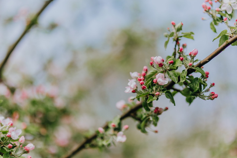 close-up, green, 5K, garden, flowering plant, cherry tree, vulnerability, flowers, fragility, freshness, outdoors, growth, branch, no people, plum blossom
