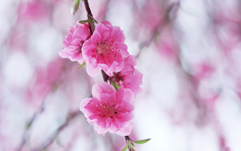 high, plum, jpg, 3d and abstract, pink, quality, 1080P, flowers, blossoming