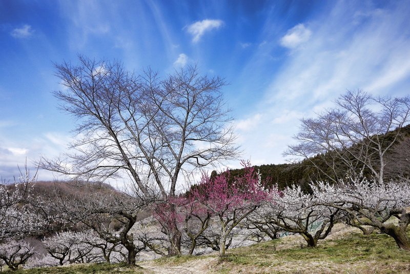 white flowers, growth, flower, environment, no people, tranquility, white plum blossoms, sky, flowers of early spring, 4K, scenics - nature, cherry blossom