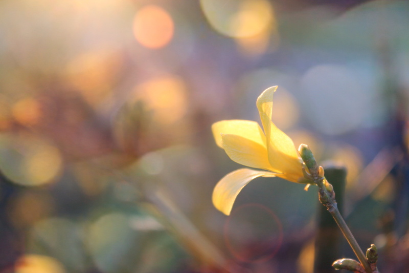 yellow flowers, sunset, 4K, herbarium, sunflowers, blossom