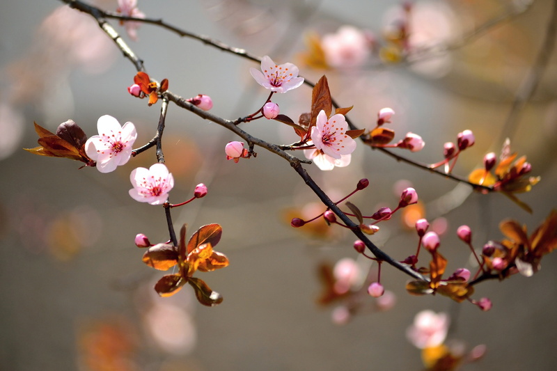 blossoms, macro, 8K
