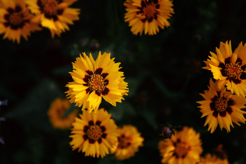 pollen, freshness, brown, day, no people, macro, nature, blossoms, yellow, focus on foreground, inflorescence, 5K, petal, fragility, plant, selective focus