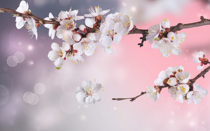blossom, flowering plant, flowers, springtime, plum blossom, flower head, no people, day, bokeh, twig, outdoors, sparkle, tree, branches, nature, plant