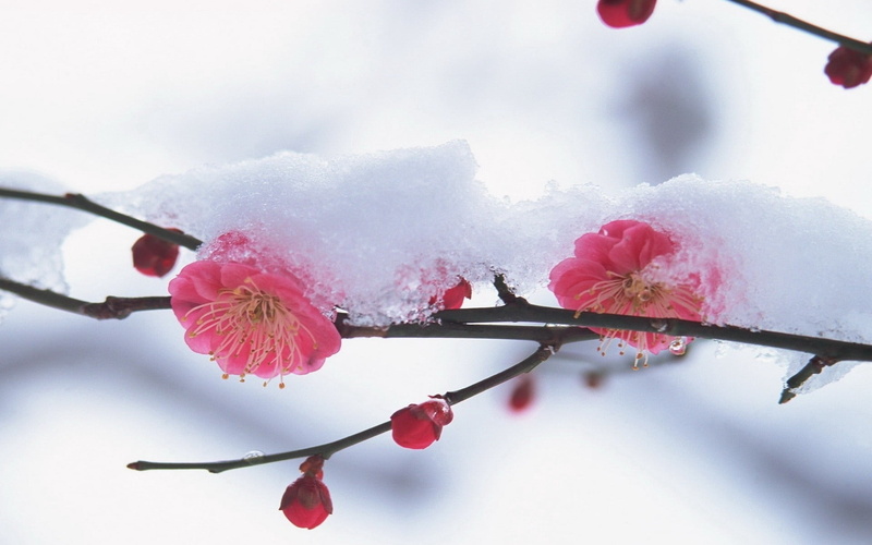 blossom, freshness, macro, white, winter, branch, outdoors, plant, color Image, cherry Blossom, focus on foreground, snow, petal, close-up, tree, nature