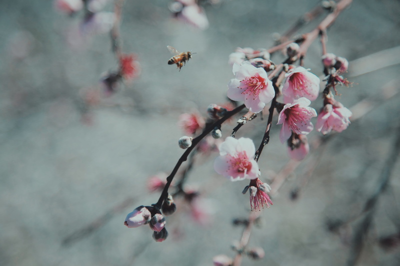 garden, tree, no people, day, cherry blossom, nature, branch, plant, petal, flower, bloom, growth, focus on foreground, flor, flower head, cherry tree