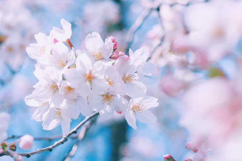 growth, photo, day, freshness, flower Head, pink Color, white, tree, inflorescence, fragility, flower, no people, pollen, cherry tree, macro, outdoors