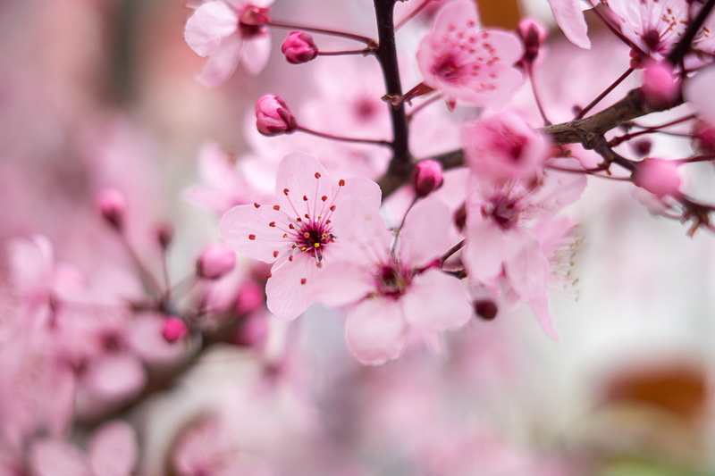 no people, plant, flower, vulnerability, 5K, petal, fragility, close-up, cherry blossom, outdoors, pink color, spring, freshness, plum blossom, springtime