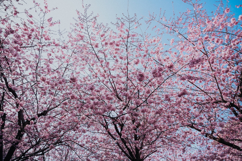 fragility, colors, clear sky, blooming, landscape, plum, springtime, cherry tree, flower, pink color, sky, low angle view, 5K, day, branch, tree, cherry blossom