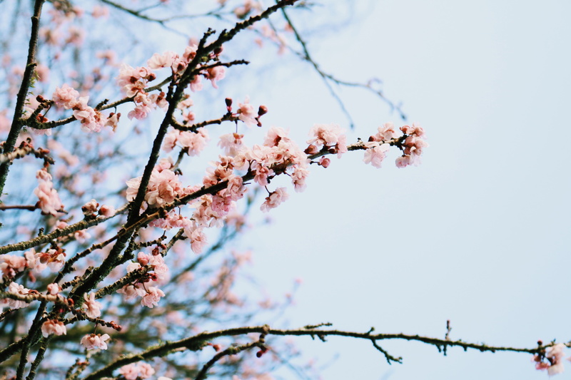 spring, day, flower, cherry, 5K, hipster, cherry tree, fragility, plum blossom, close-up, vulnerability, sky, branch, trees, plant, freshness, springtime