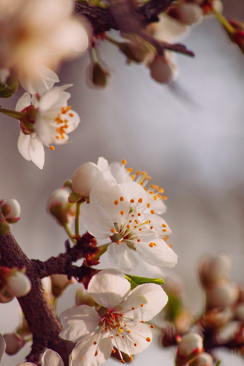 springtime, insect, spring, focus on foreground, person, selective, animal, tree, fruit, petal, flowering plant, produce, beauty in nature, cherry, anther