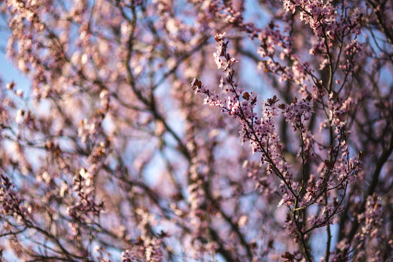 fragility, vulnerability, plant, cherry blossom, flowering plant, pink Color, freshness, blue sky, focus on foreground, flowers, twig, cherry tree, day