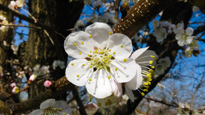 cherry blossom, nature, flower, macro, vulnerability, 2K, spring, tree, cherry tree, outdoors, flower Head, plum blossom, day, fragility, springtime, blossom