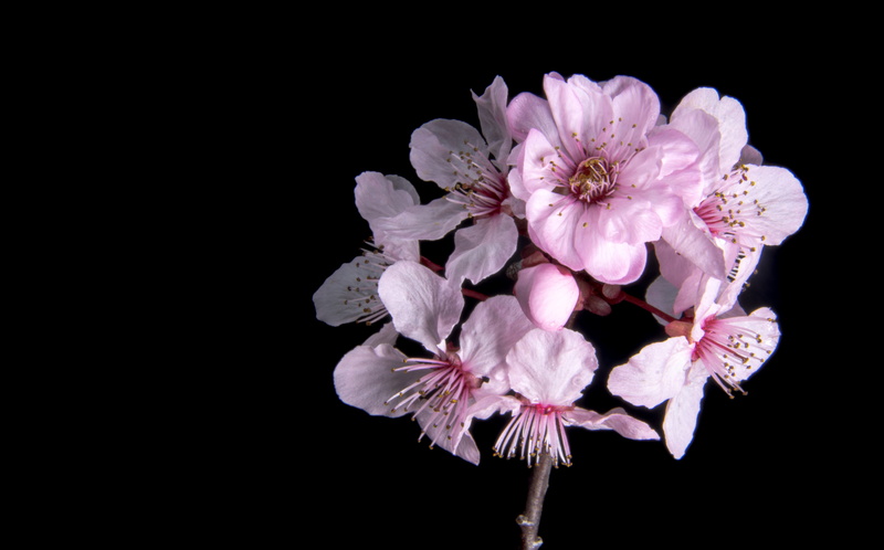 fragility, geranium, anemone, pink, flower, freshness, indoors, growth, acanthaceae, tree blossoms, nature, studio shot, cut out, tree flowers, plant, anther