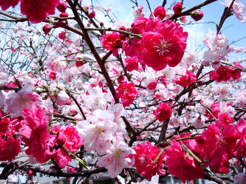 vulnerability, low angle view, petal, outdoors, flower, day, springtime, tree, freshness, no people, blossom, bunch of flowers, cherry blossom  for mac