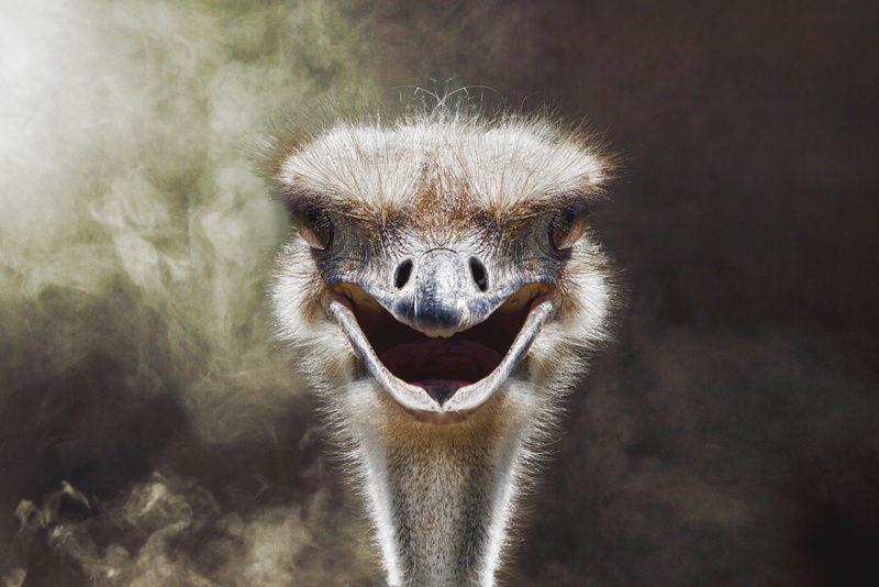 aggression, animal themes, mouth open, focus on foreground, animal mouth, no people, anger, emotion, animals in the wild, animal body part, animal, animal head