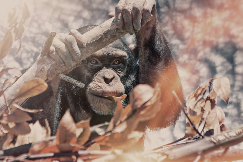 leaf, one animal, 500px, people, mammal, apes, young animal, ape, finger, human hand, primate, MILLE PRODUCTIONS, holding, nature, vertebrate, animals in the wild