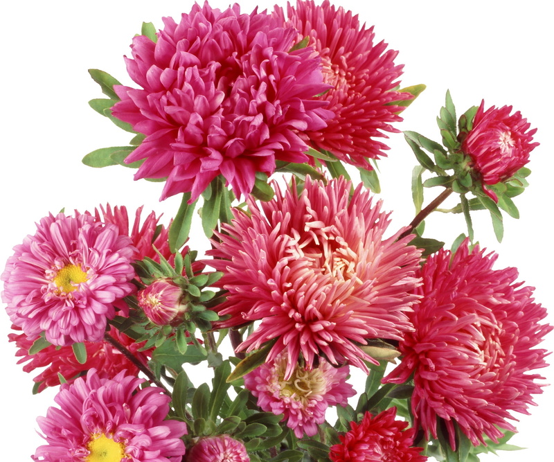 bunch, flower Head, backgrounds, flower arrangement, chrysanthemum, no people, flower, red, 1080P, macro, blossom, studio shot, vulnerability, chrysanthemums