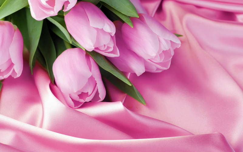 pink, bunch, hd, rose, 2K, tulips, love, flower