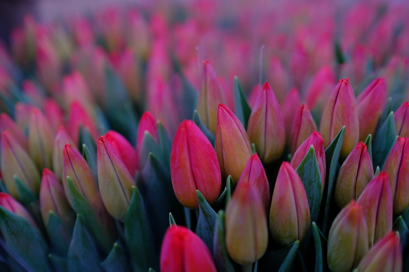 flower head, petal, beauty in nature, gardening, day, flower, fragility, no people, flowerbed, plant, inflorescence, bunch, pink, flowers, 5K, pink color