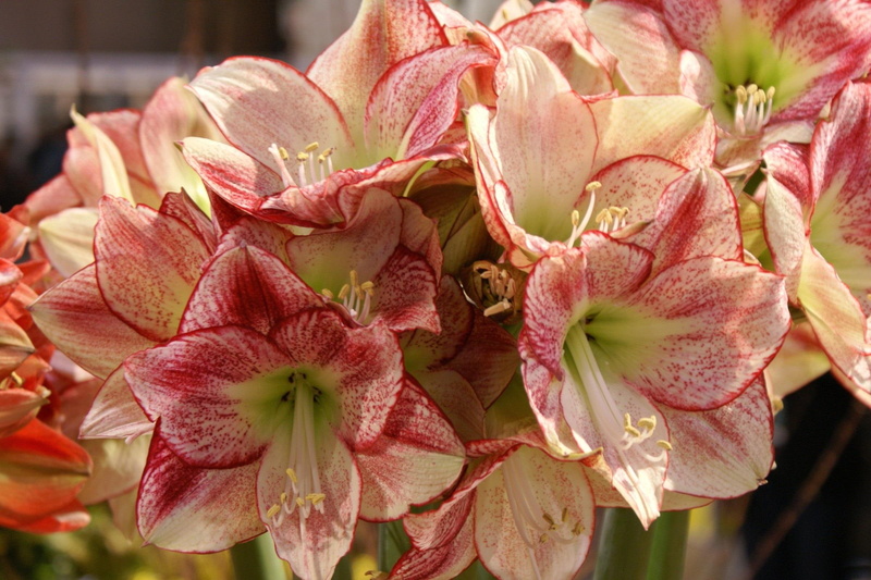 bunch, nature, white, amaryllis, nature and landscapes, amarylis, 1080P, flowers, pink