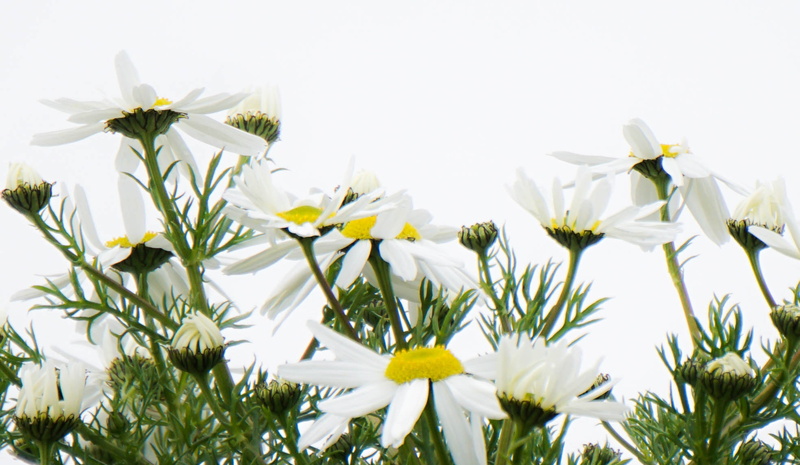 Sumburgh Head, summer, 1080P, flower, Shetland, daisy, Flowers, plant, white Daisy, Daisies, nature, photo, white, close, close up