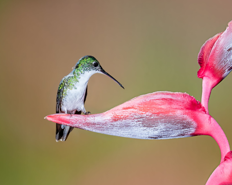 2K, andean, pistil, emerald, Andean Emerald, animal, long, beak, red, wildlife, green, heliconia, bird, nature, Hummingbird, flower, white