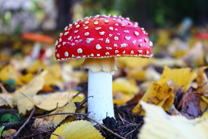 poisonous, food and drink, leaf, white, focus on foreground, mushroom, growth, poisonous mushrooms, vegetable, forest, red, spotted, cap, land, plant, toxic Substance