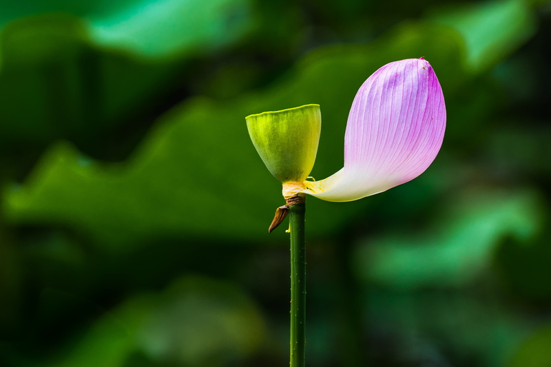 Imperfection, lotus flower, nature, flower, garden, flower Head, petal, plant, 4K, lotus Water Lily, imperfect, pink, Flickr, park, leaf, one, Tokyo  Japan