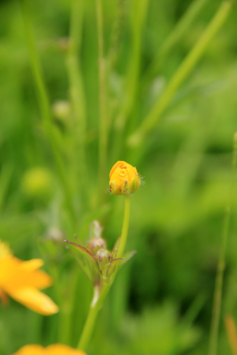 Visit, 1080P, green Color, selective focus, Photograph, Day, Female, flower bud, nature, focus, Canon EOS 550D, Colchester, springtime, Snap  Shot, Picture