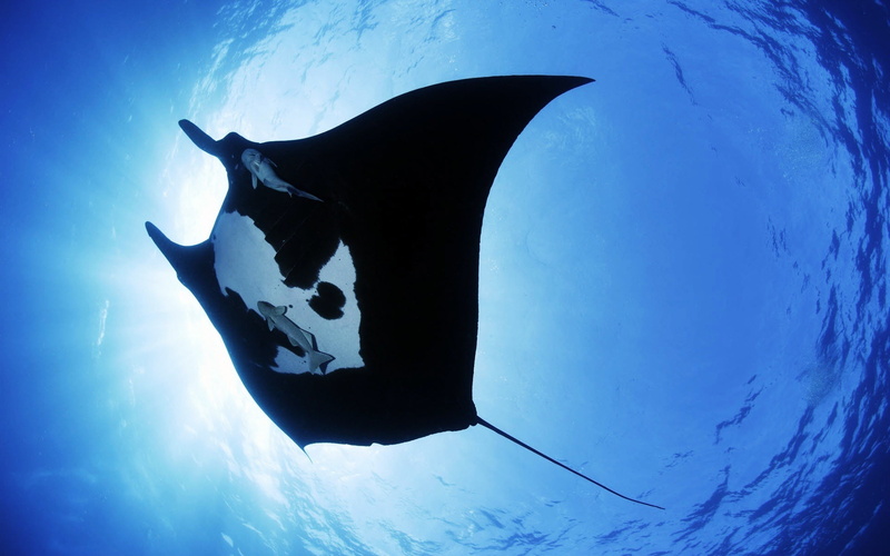 1080P, ray, photography, black, Sea, white, Blue, manta
