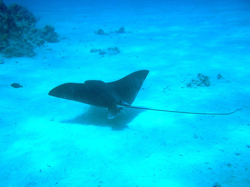 water, blue, animal themes, exotic, reef, swimming, scuba Diving, undersea, egypt, body, animal wildlife, vertebrate, turquoise colored, sharm el sheikh