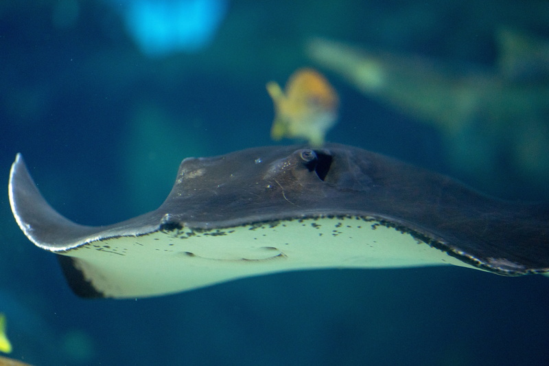 animal mouth, car, sea, manta, underwater, undersea, marine, sturgeon, motion, shark, nature, 5K, jaguar car, pollen, fish, one animal, manta ray, automobile