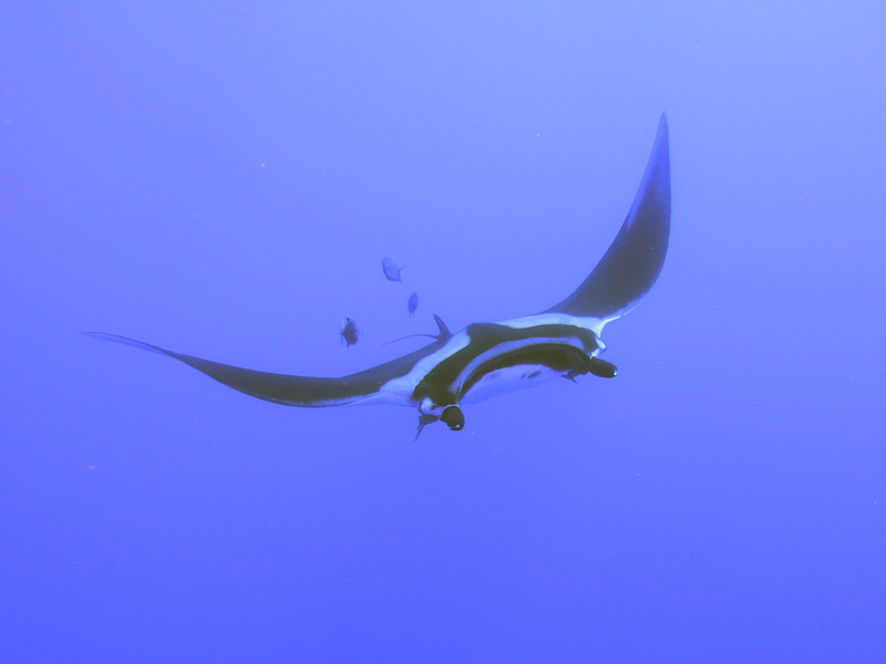 outdoors, water, animal themes, undersea, 2K, black, fish, animals in the wild, ray, nature, vertebrate, manta, no people, swimming, marine, sea life