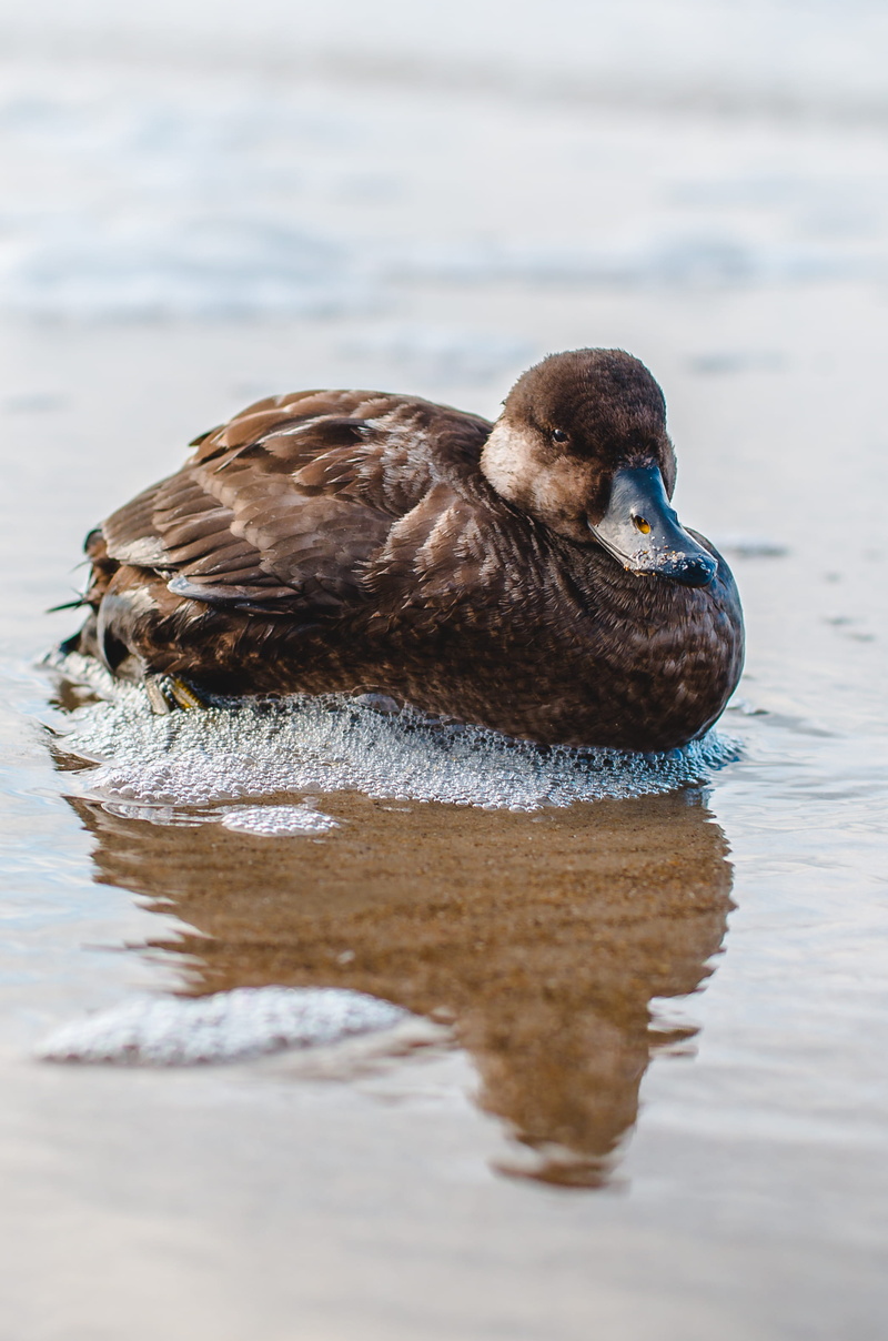 swan, manta ray, foam, promontory, water bird, reflection, fish, waterfront, waterfowl, shore, bull, close-up, nature, mammal, booby, goose, mallard, water