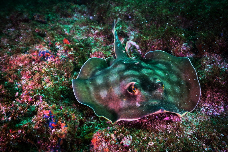 coral, sea, beauty in nature, underwater, manta, black, green, vertebrate, animals in the wild, ray, gray, swimming, invertebrate, photography, 8K, nature