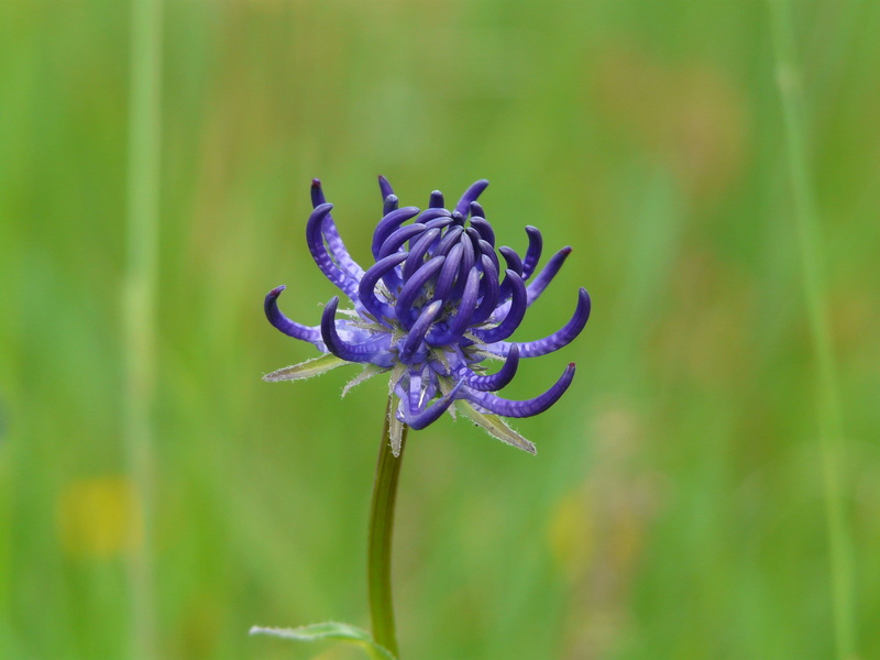 growth, flower, vulnerability, fragility, DevilS Claw, no people, close-up, dark purple, spherical devils claw, beauty in nature, nautur, dark blue, 2K
