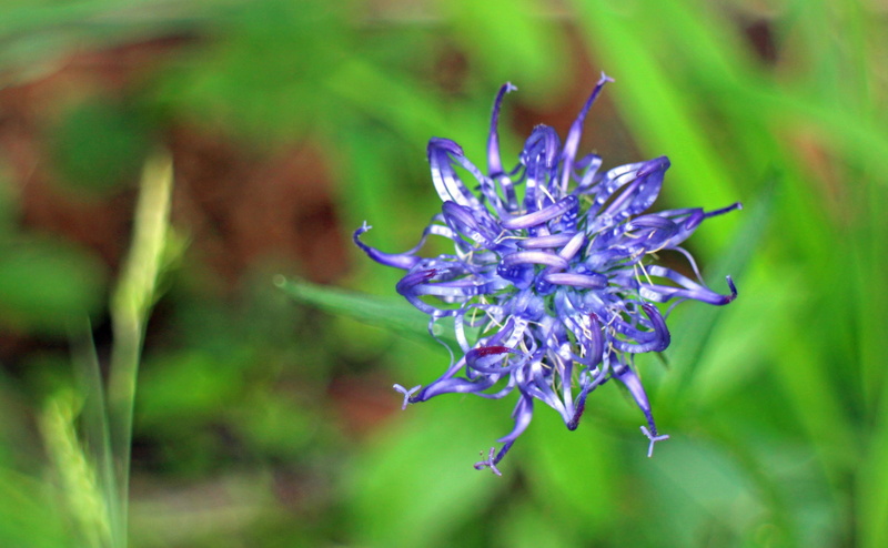 blossom, flowering plant, plant, nature, flower, springtime, freshness, blue phyteuma, pollen, selective focus, medicinal plant, focus on foreground, outdoors