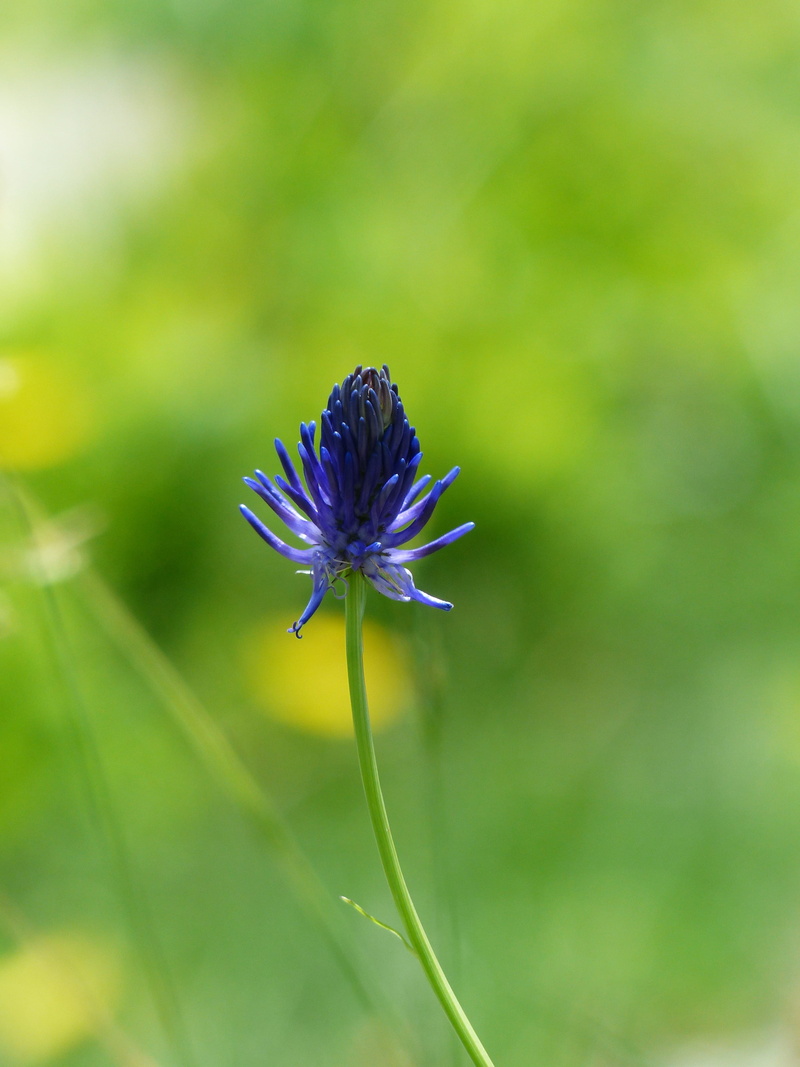 nature, growth, no people, blue, bloom, DevilS Claw, plant stem, pollen, beauty in nature, focus on foreground, alpine flower, day, campanulaceae, freshness