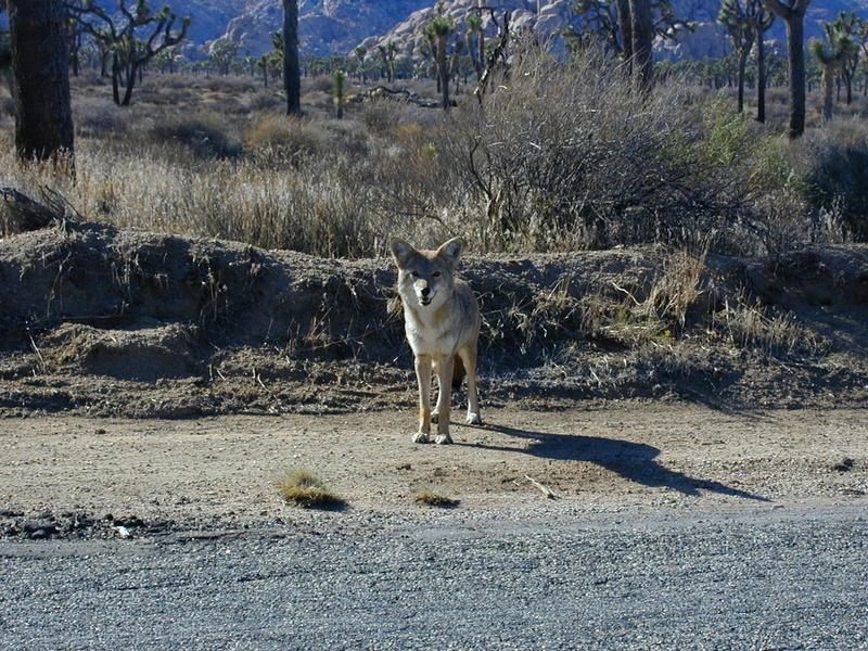 animal wildlife, animals in the wild, sunlight, domestic, herbivorous, gray, white, animal themes, animal, steppenwolf, wild dog, coyote, one animal, domestic animals