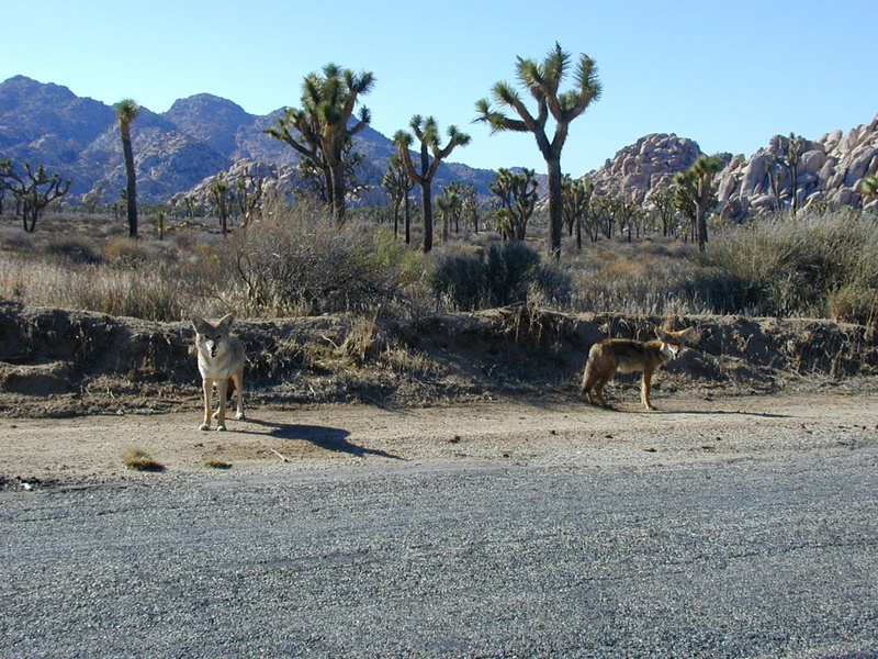environment, nature, field, vertebrate, 1080P, arid climate, scenics - nature, plant, animal, animals in the wild, outdoors, climate, group of animals