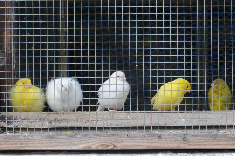 yellow, domestic, metal, animals in captivity, parakeet, birdcage, bird cage, animal family, grid, canaries, bird, retail, no people, domestic animals