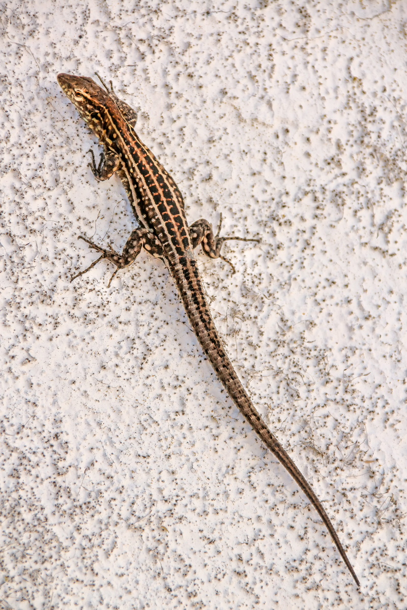 animal wildlife, adjustment, insect, white, long, animal body part, creature, insect eater, climb, one animal, brown, close up, nature, tail, animal, invertebrate