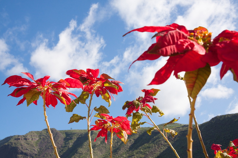 landscape, sky, growth, cloud - Sky, Poinsettia, no People, blue, tranquility, christmas, wildwachsend, canary islands, pulcherrima, red, beauty In Nature