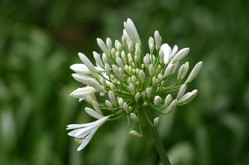 canary islands, beauty in nature, white, bud, flower head, garden, petal, flowering plant, flowers, nature, inflorescence, freshness, fragility, 1080P