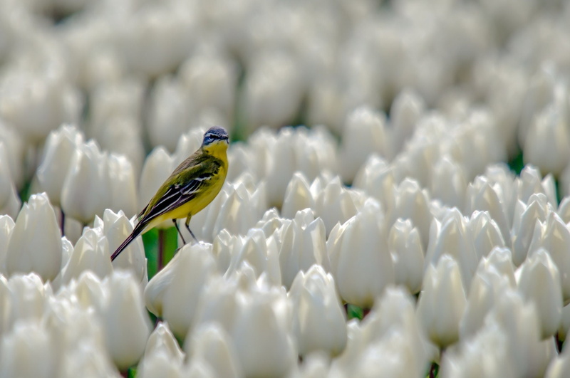 Flower, Canary, 1080P, Wildlife, White Flower, Bird, Animal, Tulip