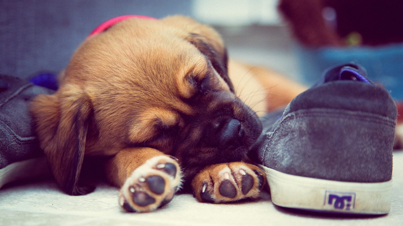 shoes, dog, shoe, pets, one animal, asleep, pet, young animal, sleeping, cute, paws, animal, indoors, domestic animals, mammal, dc, relaxation, adorable
