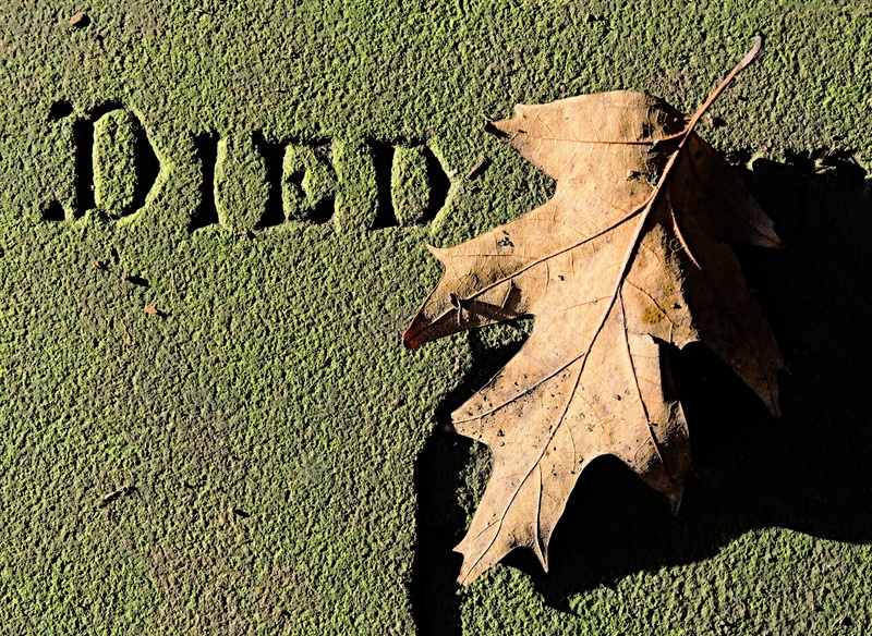 grave, day, Death, communication, ending, stone, rebirth, tombstone, sunlight, leaf, shadow, leaves, forgotten, change, tomb, autumn, 4K, field, final