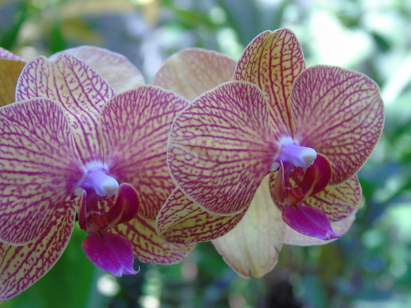 nature, petal, brazil, pink color, freshness, growth, focus on foreground, 5K, day, plant, rua jornalista ivan rocha, purple, orchid, outdoors, vulnerability