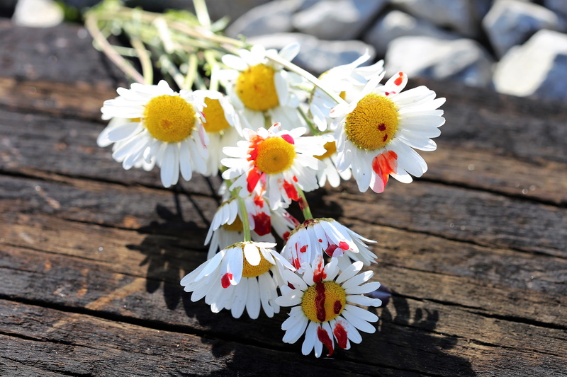 stop bullying in schools, daisy, bad marks, peer pressure, freshness, plant, wood - material, outdoors, fragility, tragedy, high angle view, school pressure